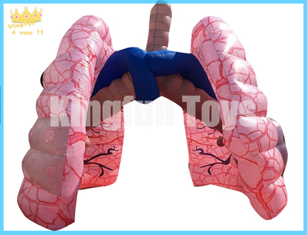 Inflatable lung model